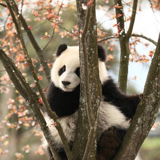 醉蕭瑟
