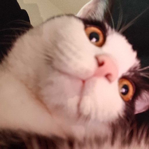 賤賤的肥貓