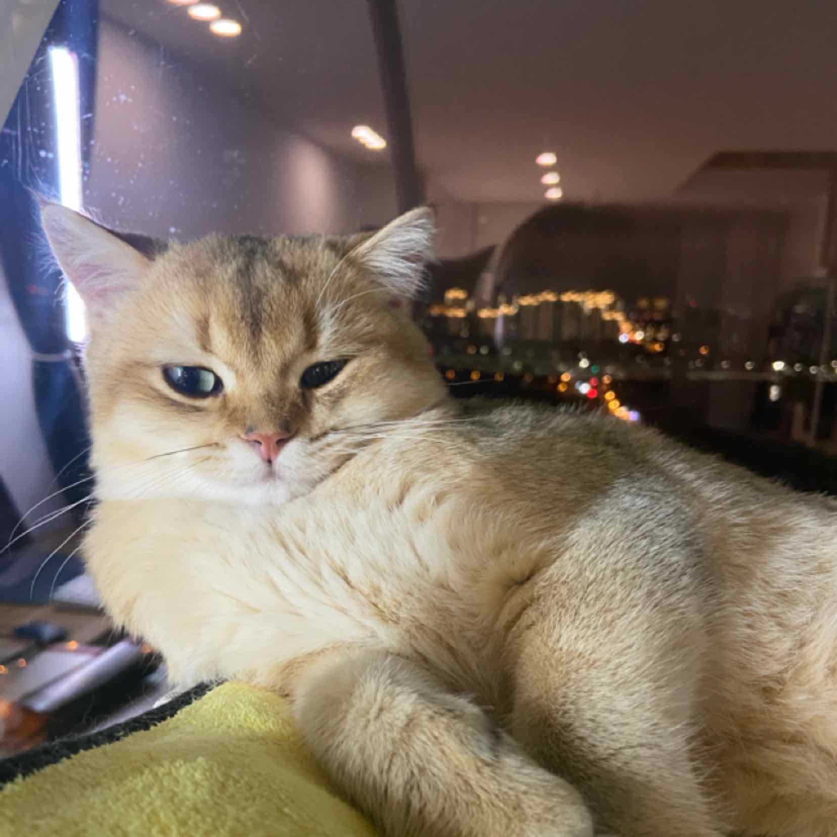 金印