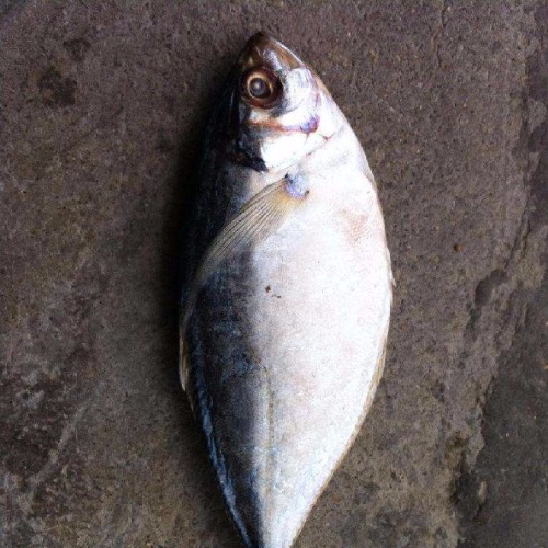 扶搖的咸魚
