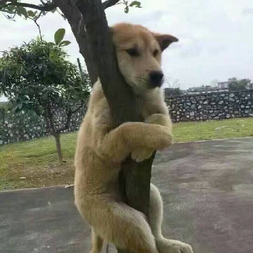 柯手君