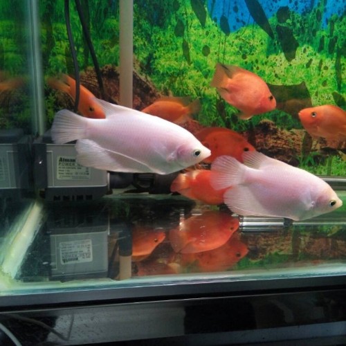 水中兩條魚