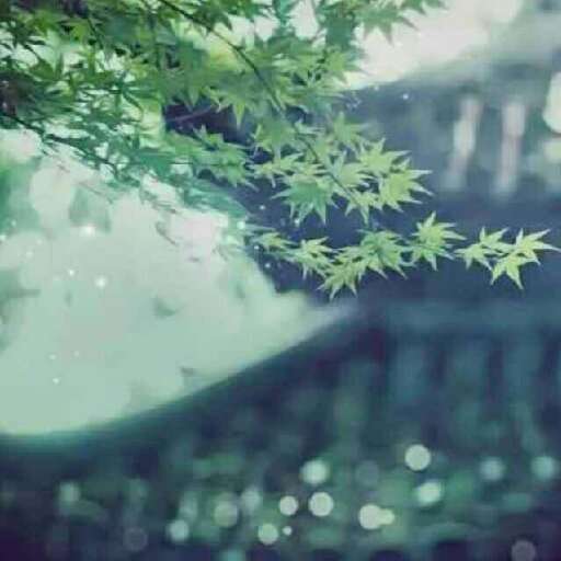 思魚不見