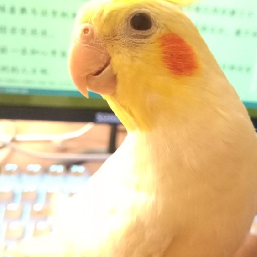 鷹狐