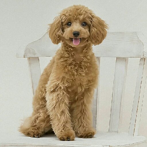 乾家小孩