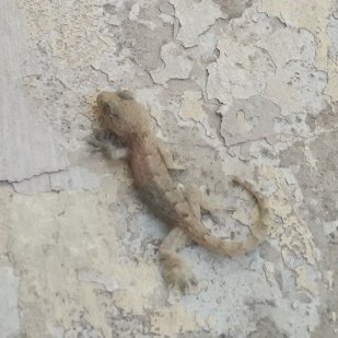 魂魄二代