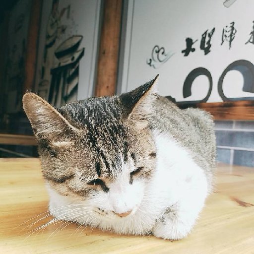 艾莉貓