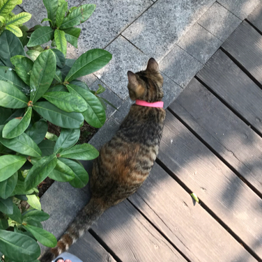 打芒果
