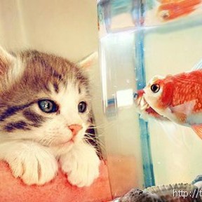 瑜魚兒