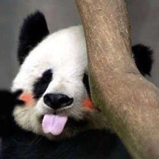 呆到天然萌