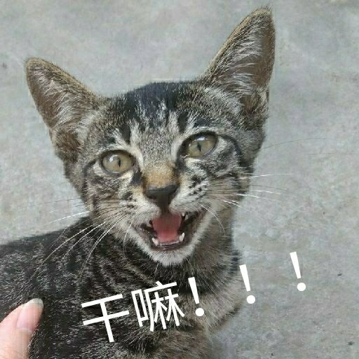 寒兮帝
