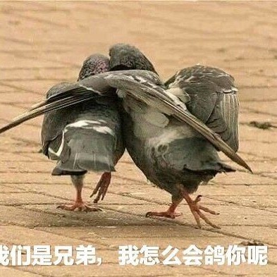 我只是鴿子呀