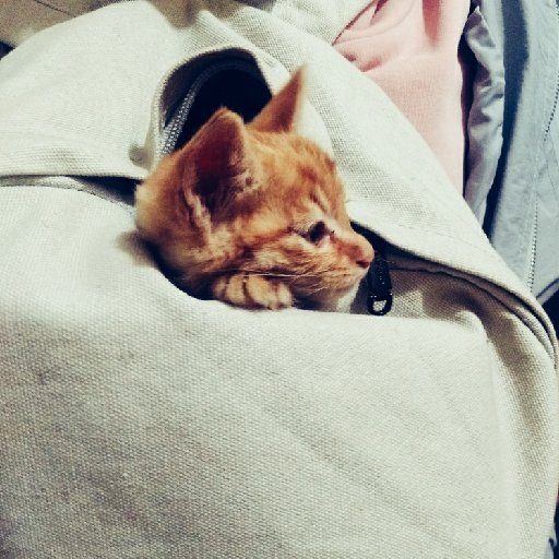 小城貓二爺