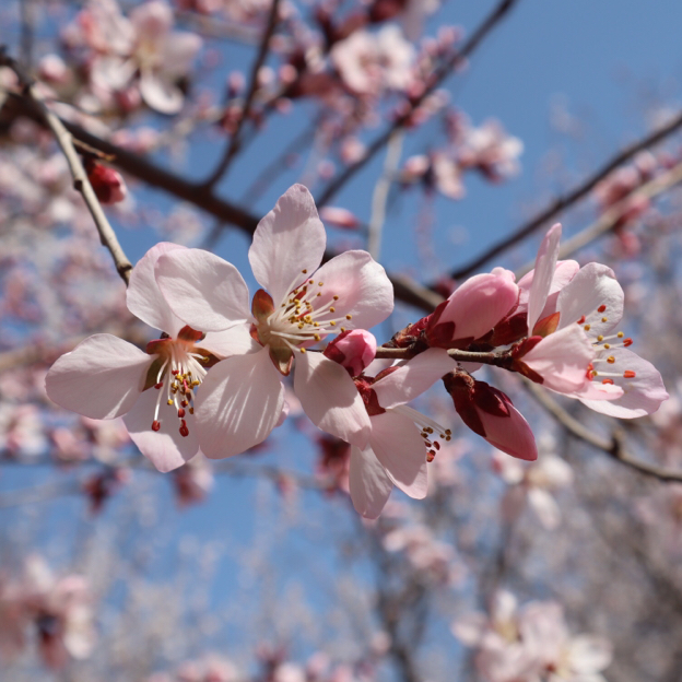 春淺夏森