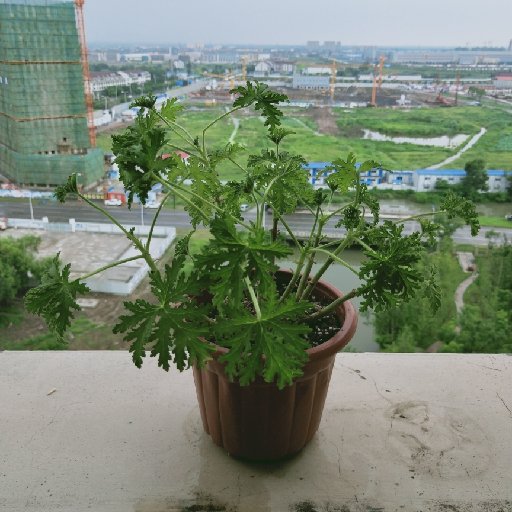 黑色七葉草
