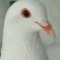 夢咕