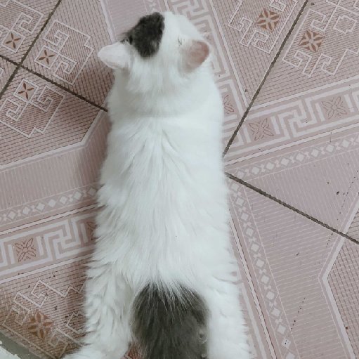 小魚珥