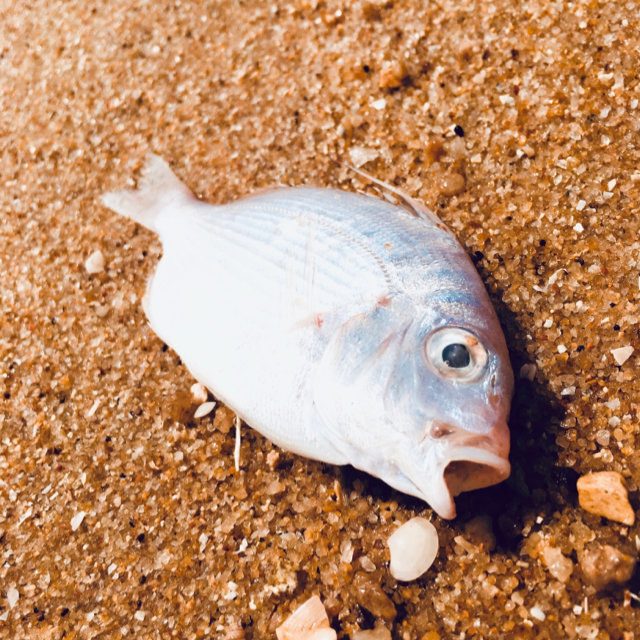 酒本琊