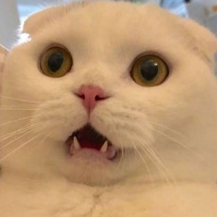 小何七