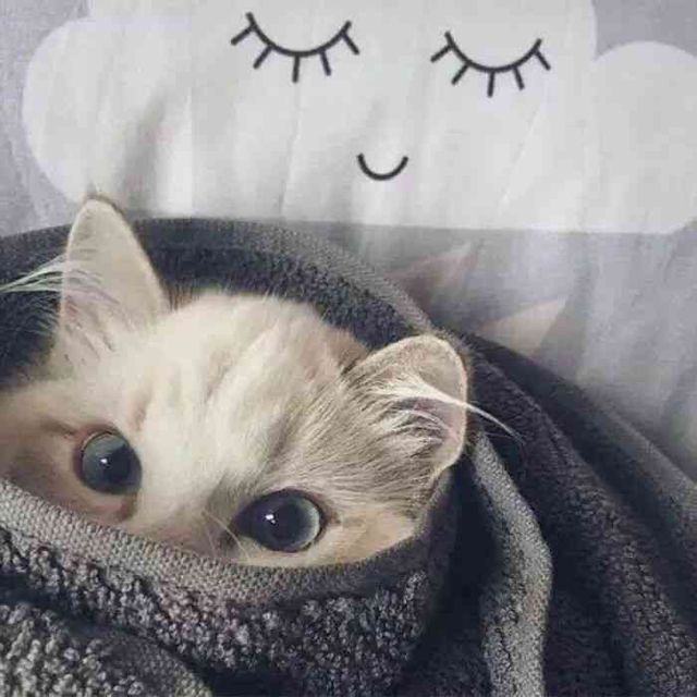 宿夢姬