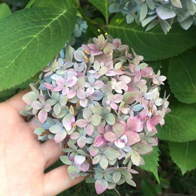 飛花不見葉