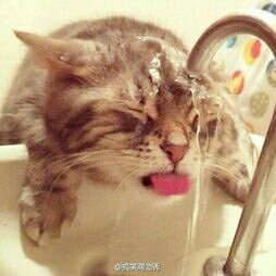 挖坑的道長