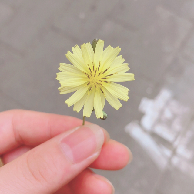 Dy蘇妮