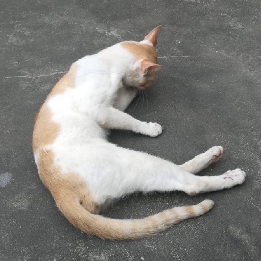 桓武