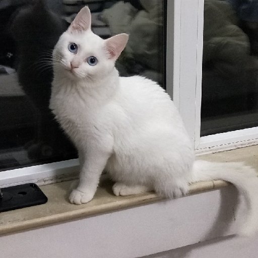 游園夢