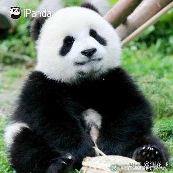 托馬斯番茄