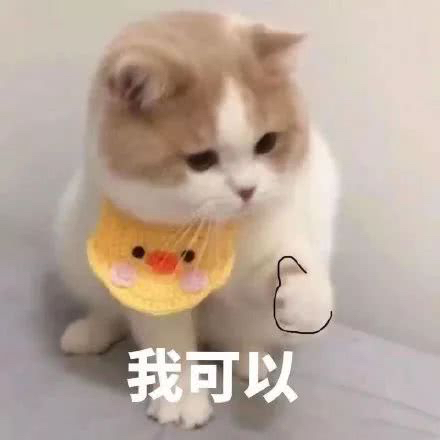 我是廢物大橘貓