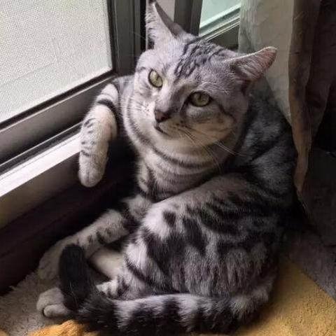 迷路的醬油