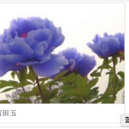 藍(lán)色的小花