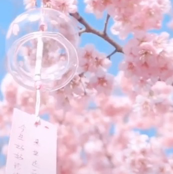 黑心地瓜