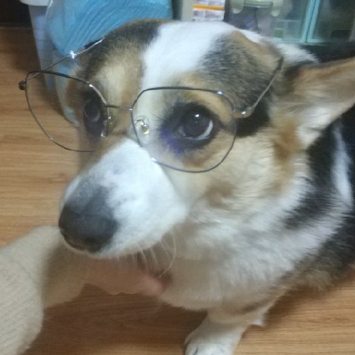 江蘇棹子