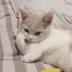 素素上神
