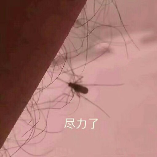 干鍋魷魚