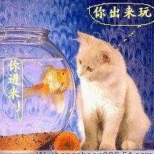 老貓觀魚