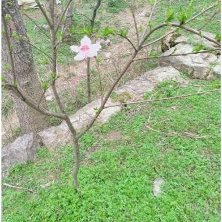 秋沐宸楓
