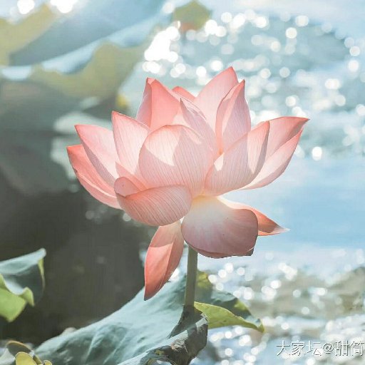 若水琉璃