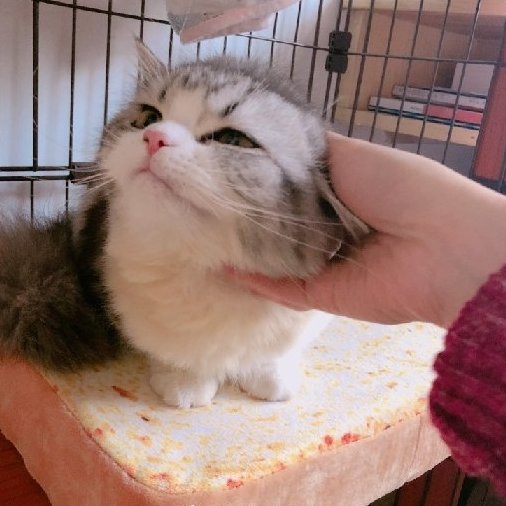 包子蘸辣醬