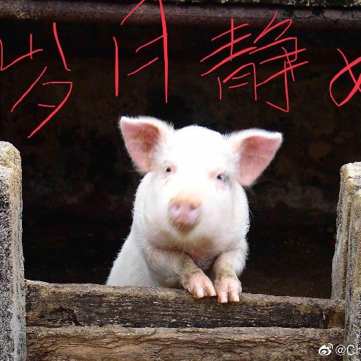 老夫白又白