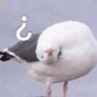 小鴿哥