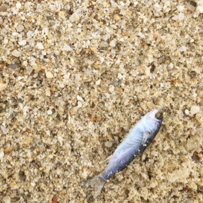 昨夜有魚(yú)