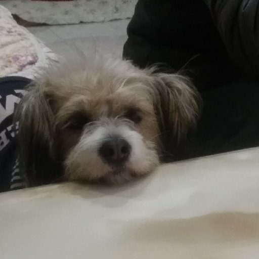肥宅兒