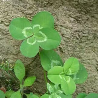 秦菱可人