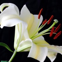 安然之處