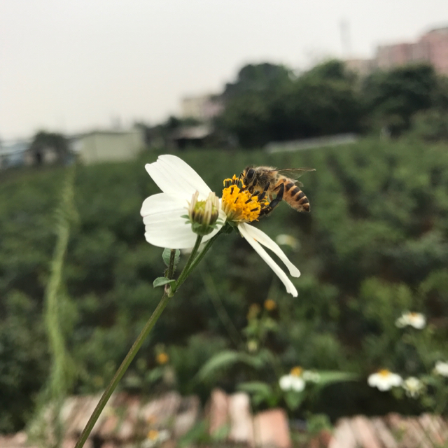 嗑南瓜子