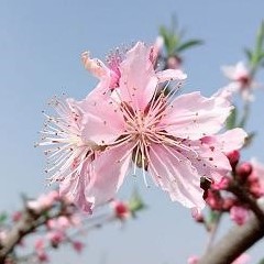 請叫我小小酥