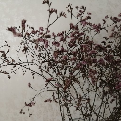 紅豆殿下
